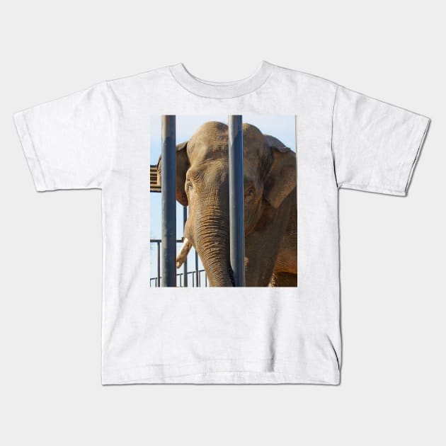 big boy elephant Kids T-Shirt by pcfyi